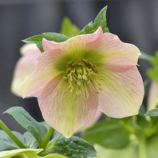 Helleborus - Spânz - Magic Apricot – Pachet 1 Rădăcină - Aqua Flowers