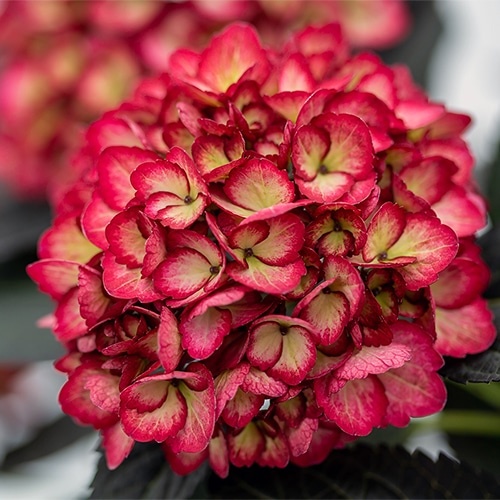 Hortensia - Eclipse - Tunse primavara