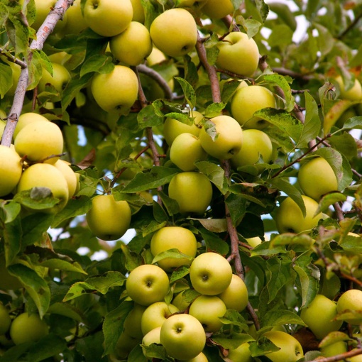 Măr Golden Delicious - Anul 2-3 - Înălţime la livrare 170-190 cm