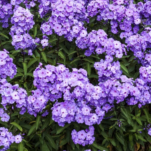 Phlox - Amethyst Brumrele – Pachet 1 rădăcină - Aqua Flowers