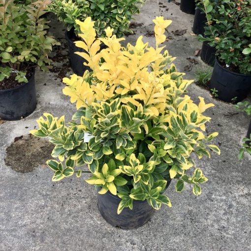 Plantă de exterior - Euonymus japonicus - Marieke – Plantă la ghiveci - Aqua Flowers