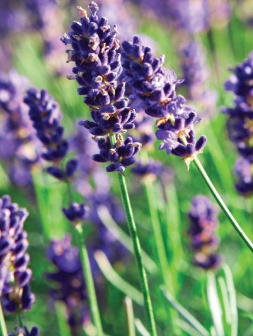 Plantă decorativă - Lavanda/Levantica - Pachet 1 rădăcină ambalată - Aqua Flowers