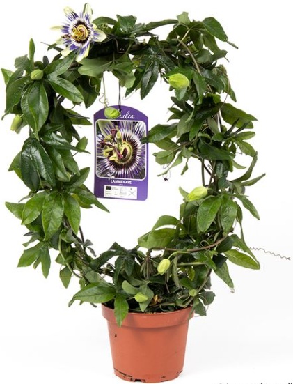 Plantă decorativă - Passiflora caerulea Lavender Lady - ghiveci 2L - Aqua Flowers