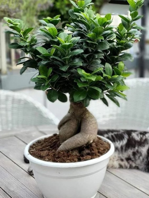 Plantă interior - Ficus Bonsai Ginseng - Aqua Flowers