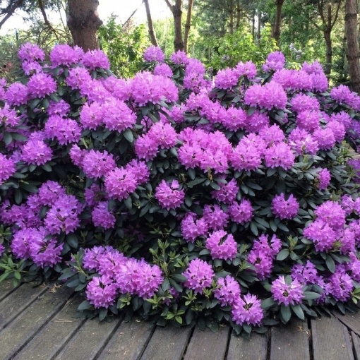 Rhododendron - Catawbiense Grandiflora - Ghiveci 5L