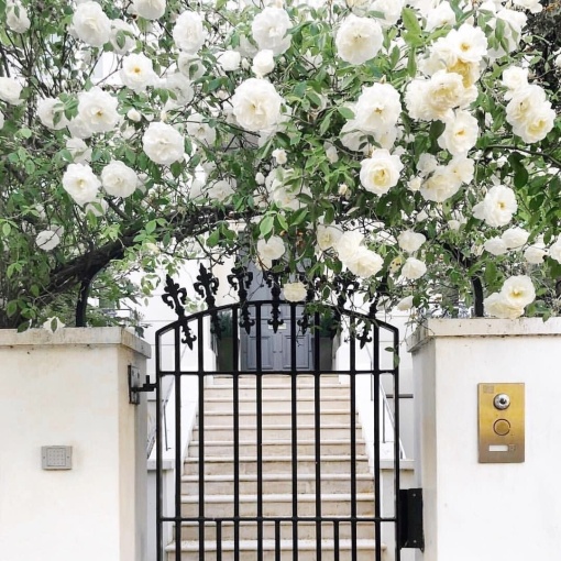 Trandafiri cățǎrători - Kordes Alaska - Rădăcină Ambalată