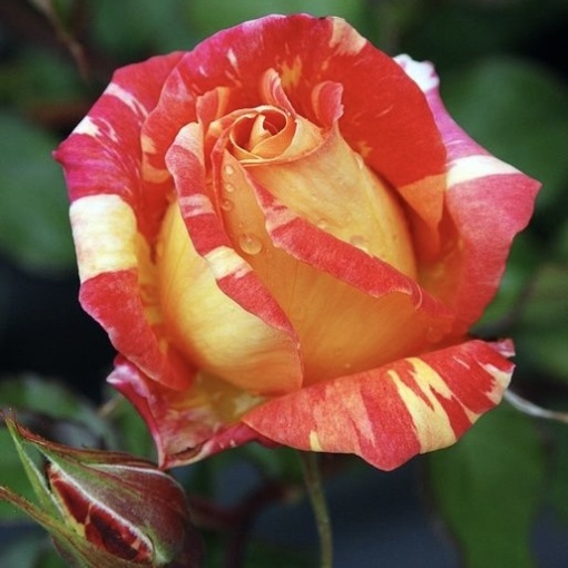 Trandafiri teahibrizi - Harry Wheatcroft - Rădăcină ambalată