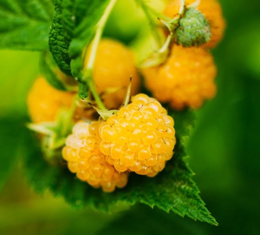 Zmeur Galben - Anul 2-3 - Înălţime la livrare 170-190 cm