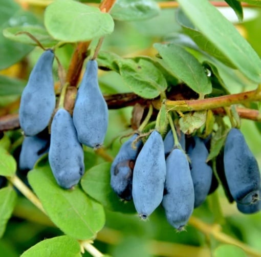 Afin Siberian Kamtschatica - Boaba de Miere – Pom Fructifer Rezistent, cu Fructe Delicioase și Sănătoase - Aqua Flowers