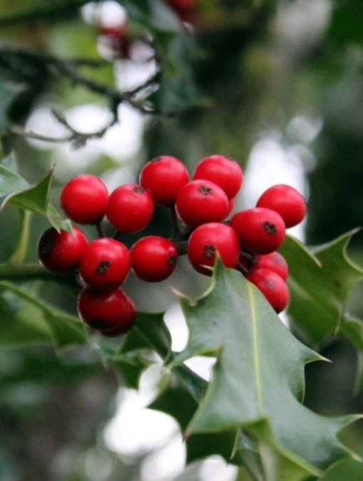 Arbore/arbust - Ilex (Laur) - ghiveci - Aqua Flowers