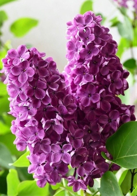 Arbore/arbust - Liliac (Syringa) - Ghiveci 2L - înălțime la livrare 70-90cm - Aqua Flowers