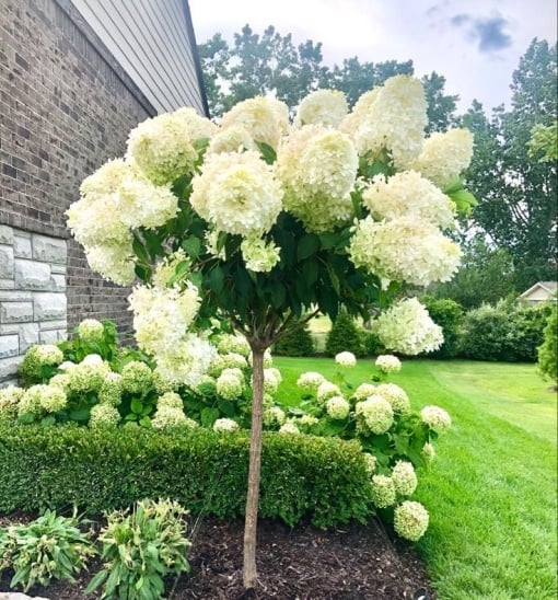 Arbust ornamental - Hortensia - Grandiflora Copac - ghiveci P9 - Aqua Flowers