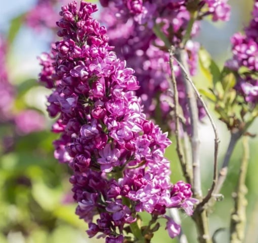 Arbust ornamental - Liliac Charles Joly - rădăcină ambalată - Aqua Flowers