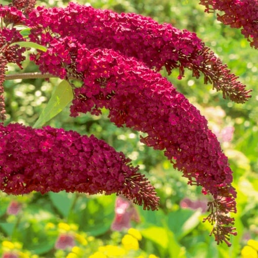 Arbust ornamental - Liliac de vara - Buddleja Royal Red - ghiveci P9 - Aqua Flowers