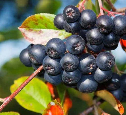 Aronia Melanocarpa Viking - Tip Tufă 60-70 cm - rădăcină ambalată - Aqua Flowers