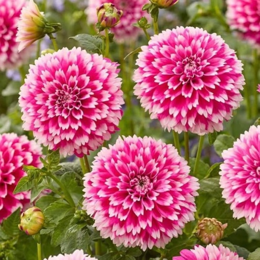 Bulbi Dalia Gigant Blush Halo - 1 Bucată (Rădăcină)