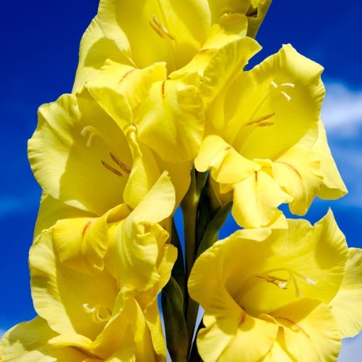 Bulbi Gladiole - Nova Lux – Pachet 3 Bulb - Aqua Flowers