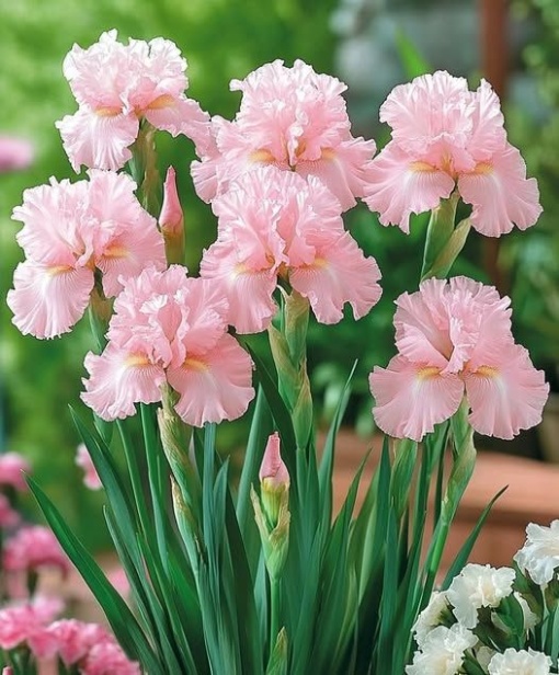 Bulbi Iris Germanica - Ski Pink – Pachet 1 Bulb - Aqua Flowers