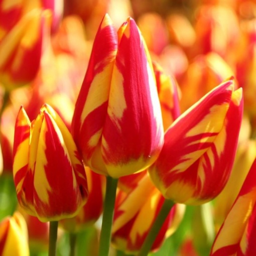 Bulbi Lalele Colour Spectacle – Pachet 5 Bulbi