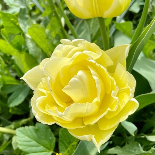 Bulbi Lalele Monte Sweet – Pachet 5 Bulbi