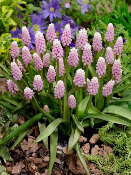 Bulbi Muscari - Pink Sunrise (3 bulbi) - Aqua Flowers