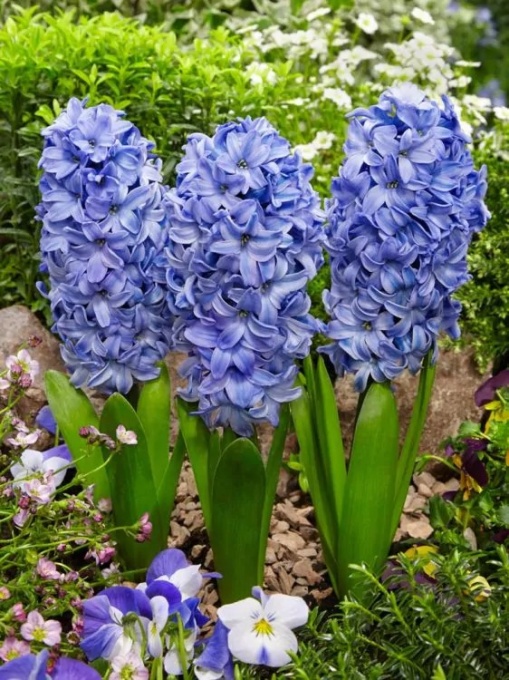 Bulbi Zambile Delft Blue – Pachet 3 Bulbi
