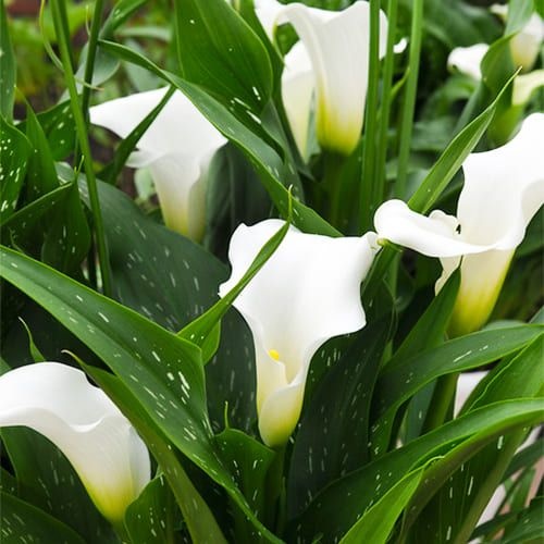 Cală - Elegant Swan – Pachet 1 bulb
