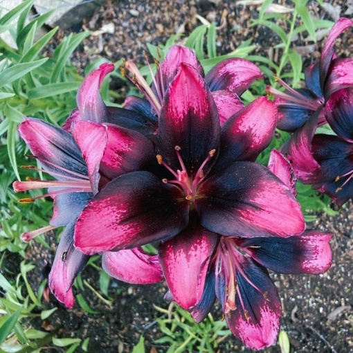 Crin Purple Heart – Pachet 1 Bulb