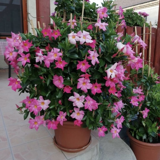 Floare terasă/balcon - Dipladenia Pink – Plantă la ghiveci - Aqua Flowers