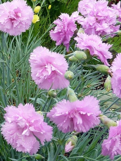 Floare terasă/balcon - Garofițe - Aqua Flowers