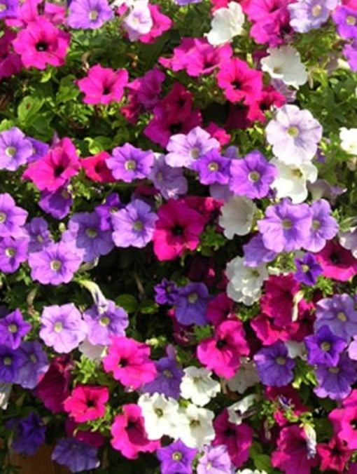 Floare terasă/balcon - Petunia - Aqua Flowers