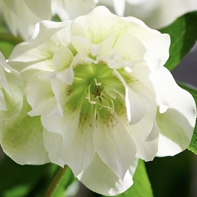 Helleborus - Spânz - Double Viv Micaela – Pachet 1 Rădăcină - Aqua Flowers