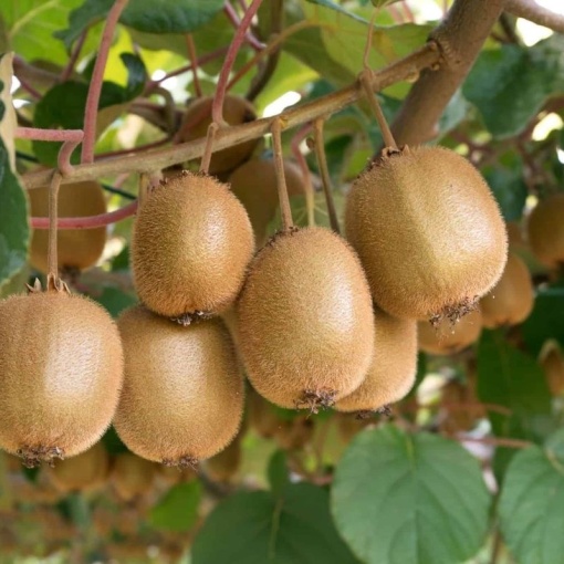 Kiwi Deliciosa – ghiveci 3L