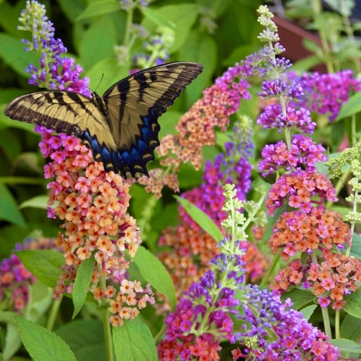 Liliac de Vara – Buddleja davidii Weyeriana Flower Power – Ghiveci P15 – Ghiveci - Aqua Flowers