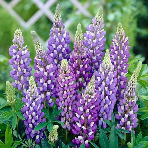 Lupinus - Purple – Pachet 1 Rădăcină - Aqua Flowers