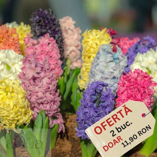 Ofertă limitată - Bulbi de Zambile Parfumate Mixte - 2 Bucăți – Culori și Arome Delicate pentru Grădina Ta - Aqua Flowers