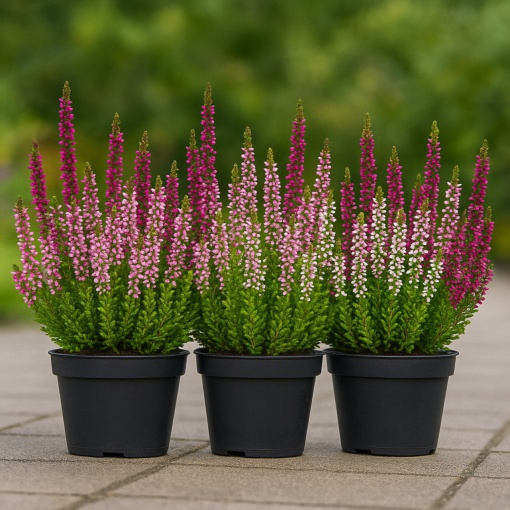 Pachet Promo 3 x Calluna Nova 3 culori – Ghiveci