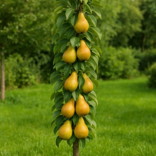 Păr Columnar Concorde - Rădăcină Ambalată Anul 2-3