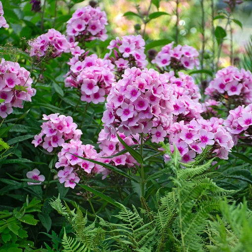 Phlox - Bright Eyes Brumrele – Pachet 1 rădăcină - Aqua Flowers