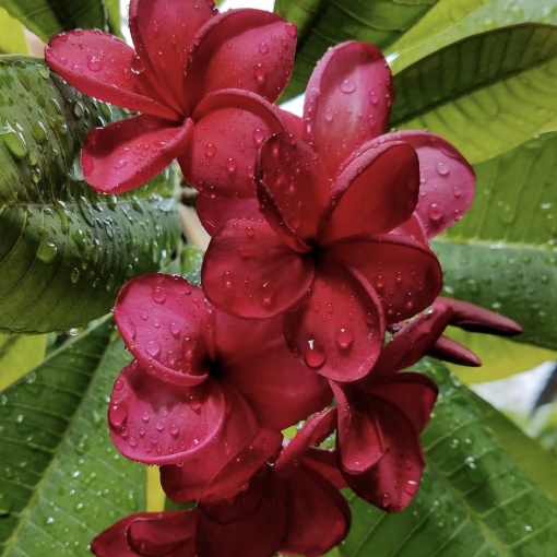 Plantă interior - Plumeria Rubra Red (Frangipani) – Plantă la ghiveci