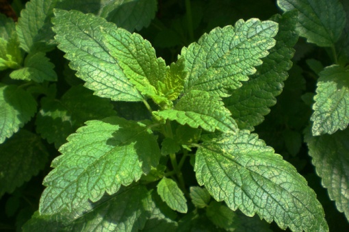 Plante aromatice - Menta Piperita Munt - Ghiveci 2L - Aqua Flowers