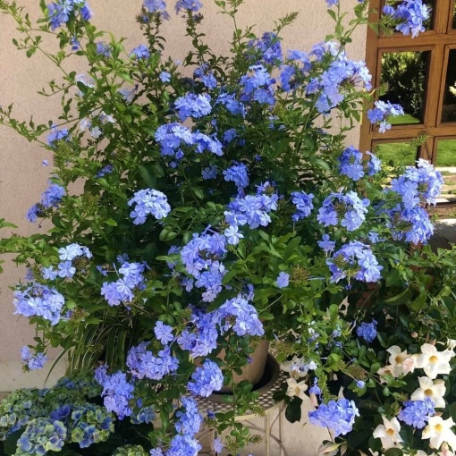 Plumbago – Floarea Dragostei – Azur – Plantă la ghiveci - Aqua Flowers