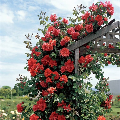 Trandafiri cățǎrători - Orange - Ghiveci 2L - Aqua Flowers