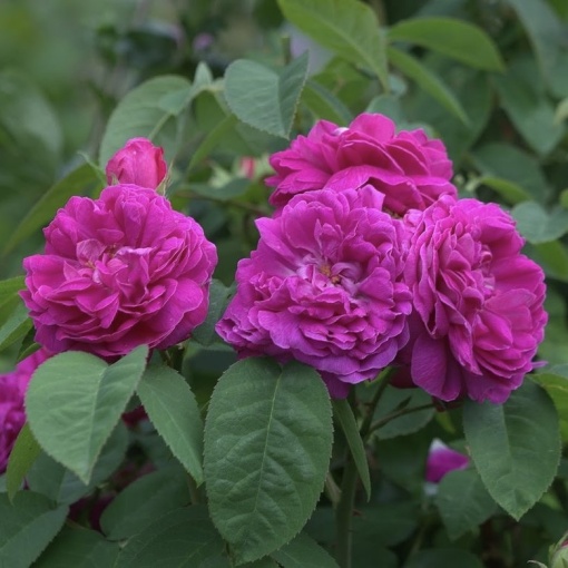 Trandafiri de Dulceata - Rose Rescht - Ghiveci 2L - Aqua Flowers