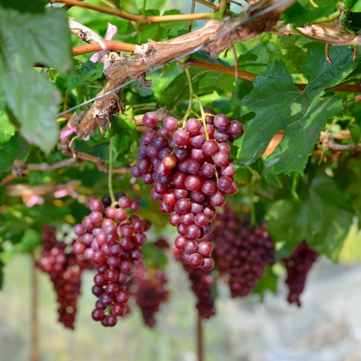 Vita de Vie - Rosella - Seedless - Fara samburi - Ghiveci - Anul 2