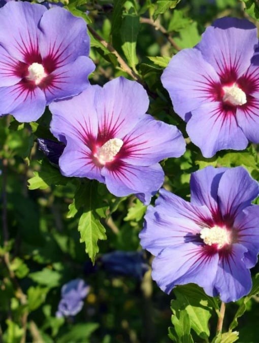 Arbore/arbust - Hibiscus Syracus - Aqua Flowers