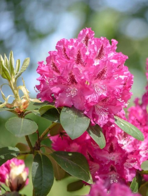 Arbore/arbust - Rhododendron - Aqua Flowers