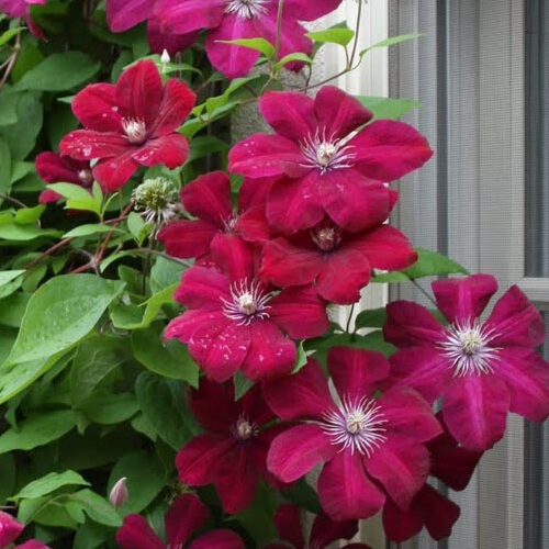 Arbust ornamental - Clematis - Rouge Cardinal - ghiveci P9 - Aqua Flowers