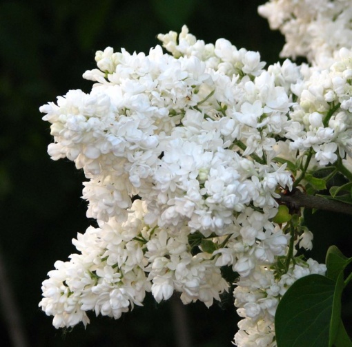 Arbust ornamental - Liliac Monique Lemoine - rădăcină ambalată - Aqua Flowers