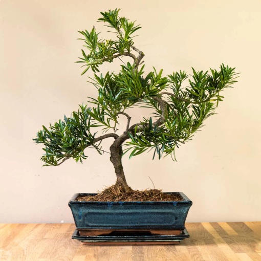 Bonsai Podocarpus - Aqua Flowers
